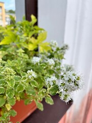 Origanum vulgare Variegata. A Blooming bush with many delicate white flowers. An ornamental plant for garden.potted plants. Flower background