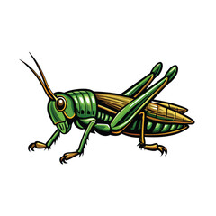 Detailed vector illustration of a grasshopper mid-jump, with its legs extended and its wings folded,  against a white background.