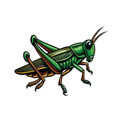 Vector illustration of a detailed grasshopper mid jump with realistic details.