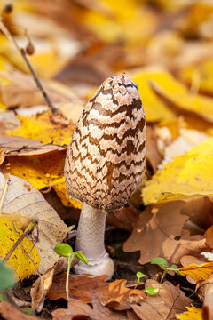 Coprinopsis picacea is a species of fungus in the family Psathyrellaceae. It is commonly called magpie inkcap fungus