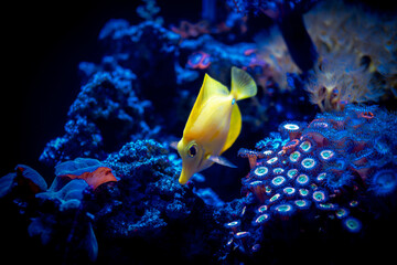 selective focus of yellow tang (Zebrasoma flavescens) in a reef tank with blurred background