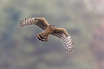 Female hen harrier (Circus cyaneus) in flight hunting.