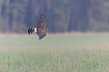Female hen harrier (Circus cyaneus) in flight hunting.