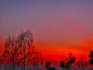 Fototapeta premium Burning sky effect with red color during sunset, misty horizon and black trees and branches in winter season - abstract colorful composition. Topics: wallpaper, natural environment, hot color, climate