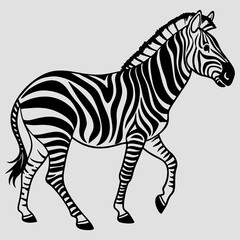 Zebra illustration