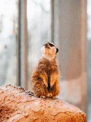 meerkat standing on the ground