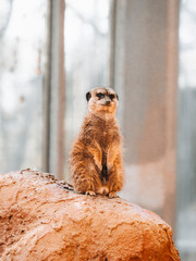 meerkat standing on the ground
