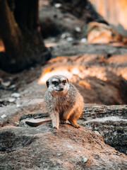 meerkat on the ground