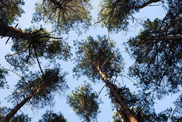 Pine sky