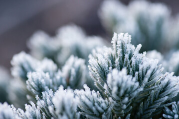 First frost