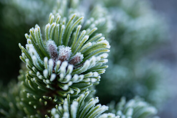 First frost