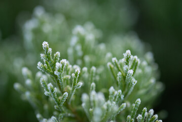 First frost