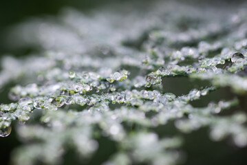 Marbles of water