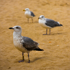 3 seagulls on the yellow beach during the day