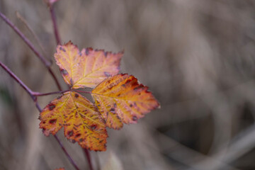 A single autumn leaf with noticeable spots and reddish yellow hues hangs on a branch. The blurred...
