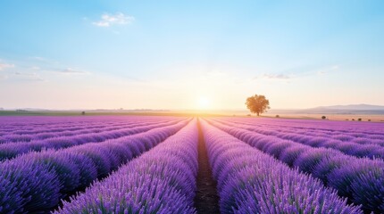 Obraz premium Endless Lavender Fields under a Blue Sky