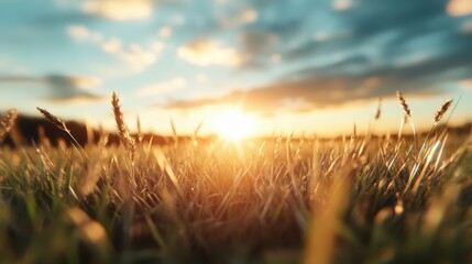 A breathtaking view of golden grass illuminated by sunset, creating a stunning interplay of light and shadow that accentuates the beauty of nature's evening splendor.