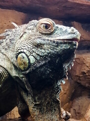 Close Up of a Green Iguana with Textured Scaly Skin and Spiny Crest