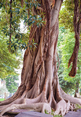 Banyan tree with large roots in Naples ,Italy