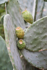  Green cactus with fruits . Natural green background texture Wallpaper