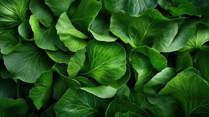 An overhead perspective of lush green cabbage leaves, showing their rich textures and shades, indicating healthy growth, freshness, and the beauty of organic produce.
