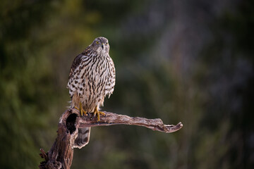 Northern goshawk (Accipiter gentilis) in forest