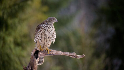 Northern goshawk (Accipiter gentilis) in forest