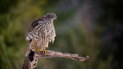 Northern goshawk (Accipiter gentilis) in forest