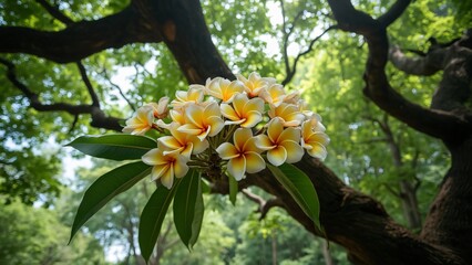 Stunning Plumeria Blossom Cluster on Tree Branch