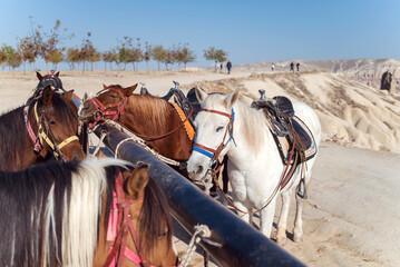 Horses in Cappadocia, Turkey .Horse Riding Adventure