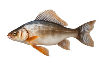 Side view of a real fish isolated on transparent background