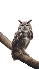 Fototapeta premium Owl on a branch vertical isolated on transparent background