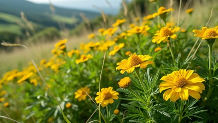 Obraz premium Vibrant Yellow Wildflowers Meadow Landscape