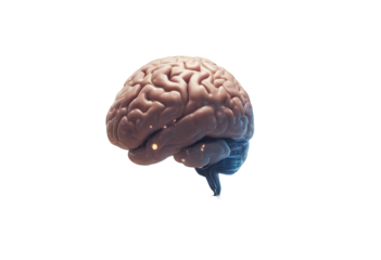 Image of brain isolated on transparent background