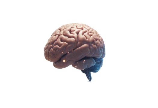 Image of brain isolated on transparent background