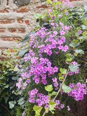 Pink moss phlox flowersblooming outdoor 