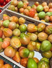 Fresh Red Bulgarian Tomatoes Background 
