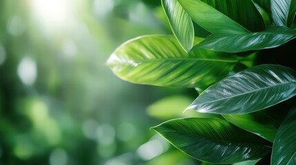 Obraz premium An exquisite composition of vibrant green leaves set against a softly lit backdrop, symbolizing tranquility, harmony, and the lush beauty of nature.