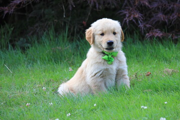 Golden Retriever puppy in green bow. © Amy Jamison