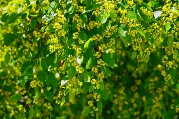 Jerusalem thorn, or Paliurus spina christi shrub blooming with yellow flowers, in Northern Greece