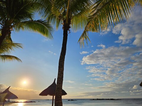 palm on the beach