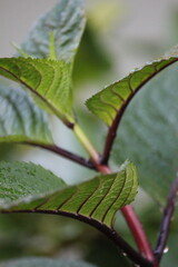 Healthy Hydrangea leaves close-up