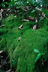 Moss, grass, fallen leaves on the ground