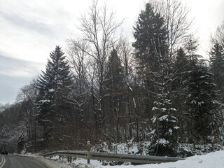 A scenic winter view featuring snow-covered trees lining a winding road, creating a tranquil atmosphere and inviting adventure in nature's snowy embrace.