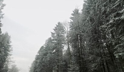 A serene winter landscape featuring tall evergreen trees covered in snow, creating a peaceful and tranquil atmosphere.