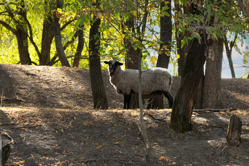 a lonely sheep hid in the shade of the trees and warily looks into the lens
