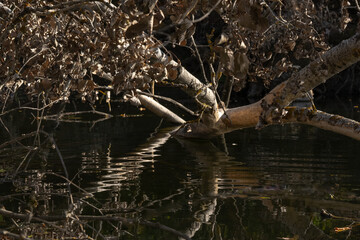 a fallen dead tree with dry leaves is reflected in the water and draws a wavy, distorted abstraction