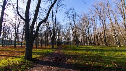 Obraz premium Camino atravesando bosque otoñal un día soleado en Burgos, España
