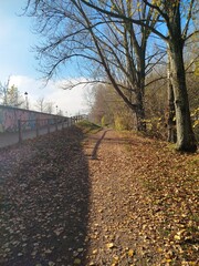 Camino atravesando un bosque otoñal de Burgos, España