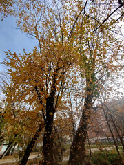 Fototapeta premium Árboles con ramas otoñales en parque de Burgos, España